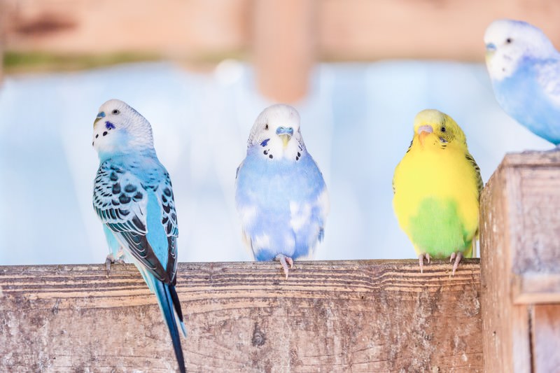 セキセイインコ